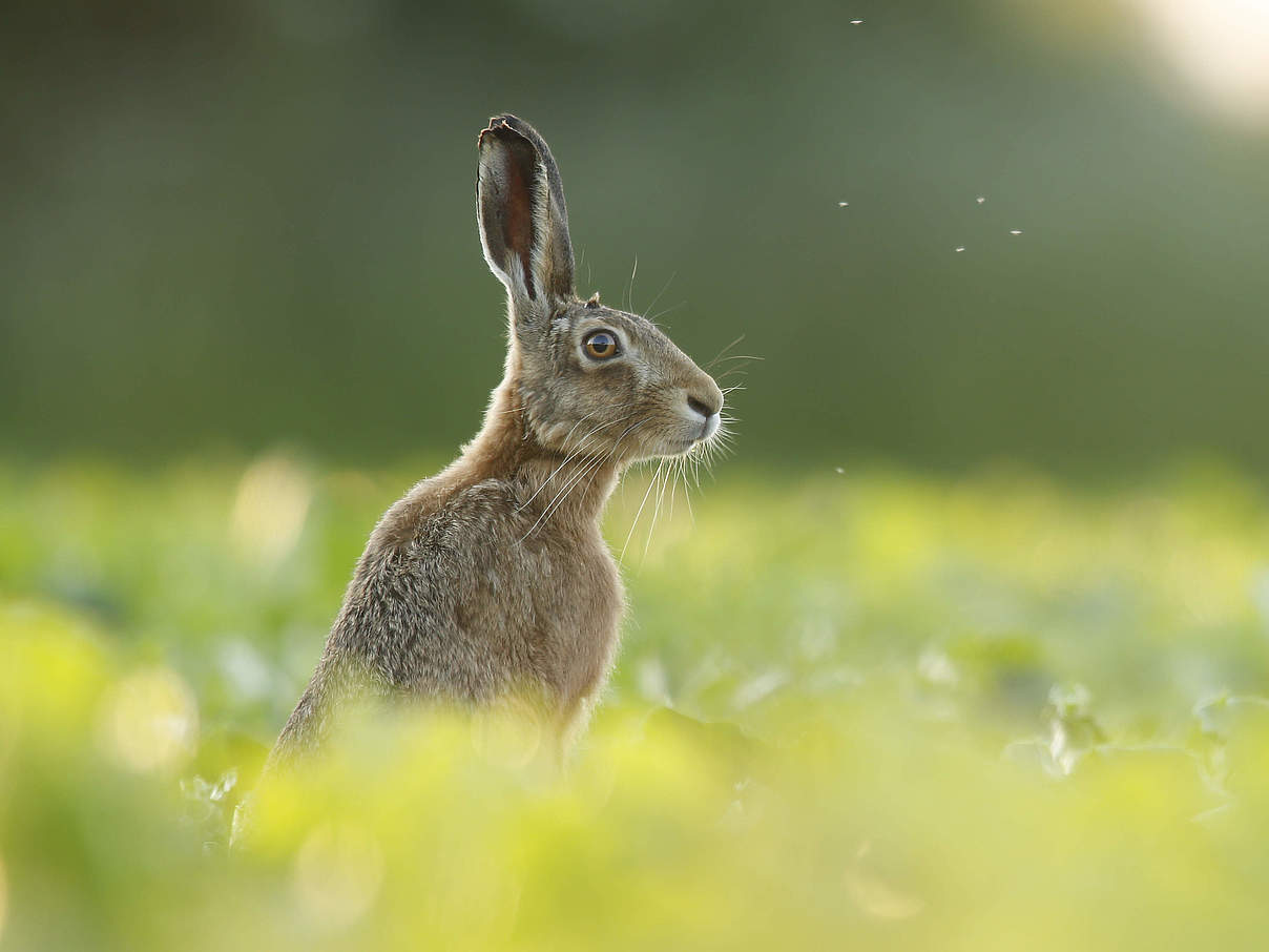 Europäischer Hase © iStock / GettyImages