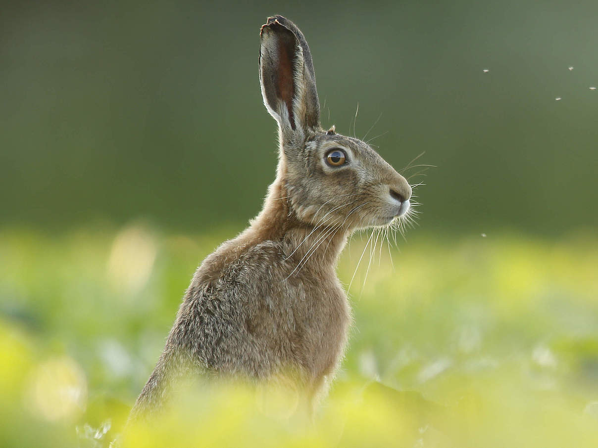 Europäischer Hase © iStock / GettyImages
