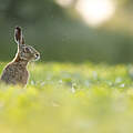 Europäischer Hase © iStock / GettyImages