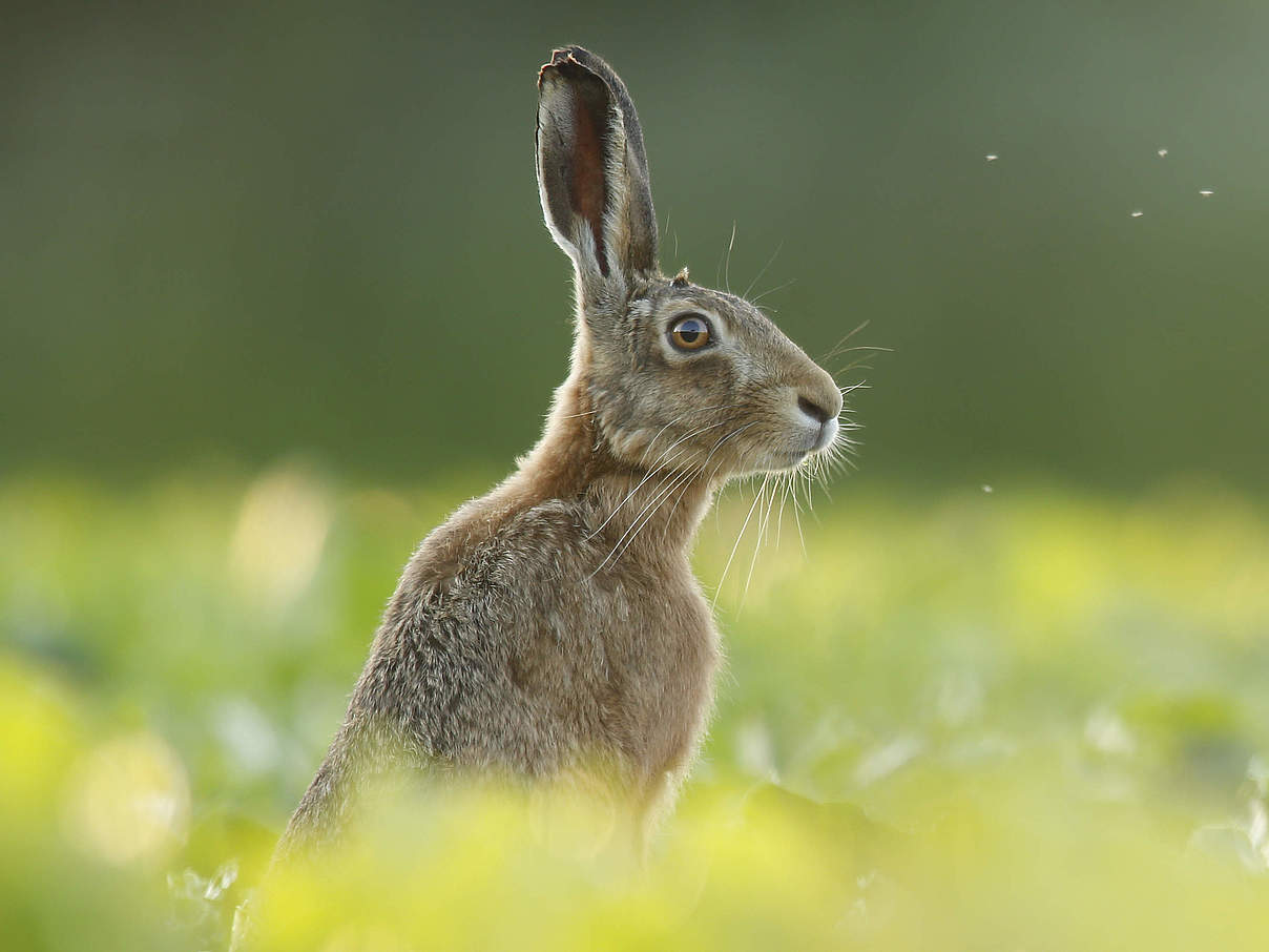 Europäischer Hase © iStock / GettyImages