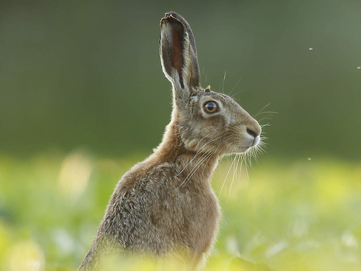 Europäischer Hase © iStock / GettyImages