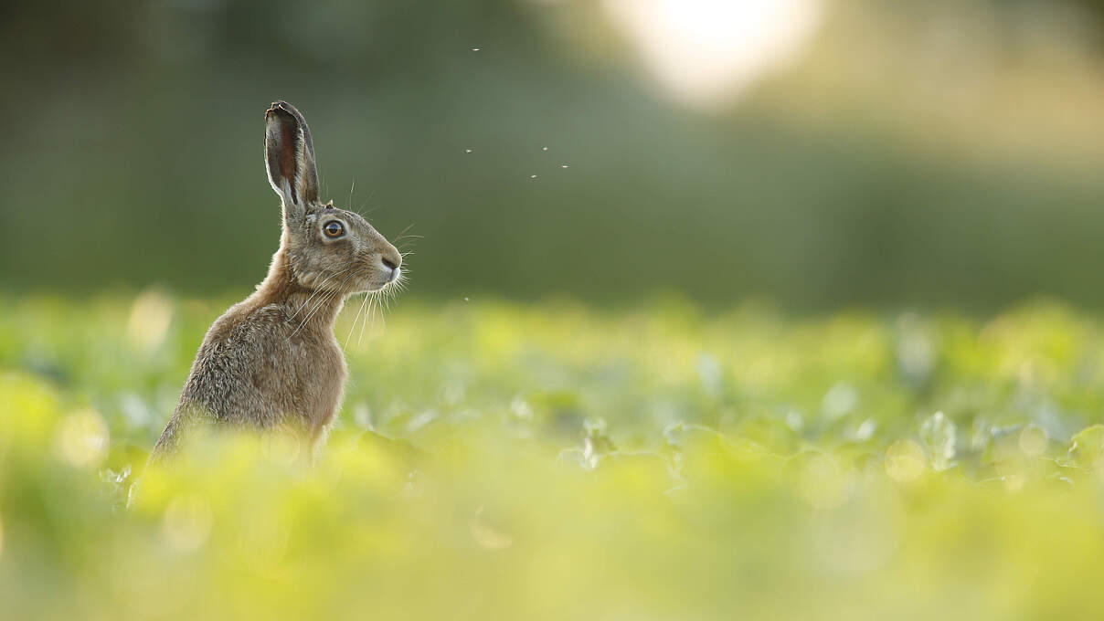 Europäischer Hase © iStock / GettyImages
