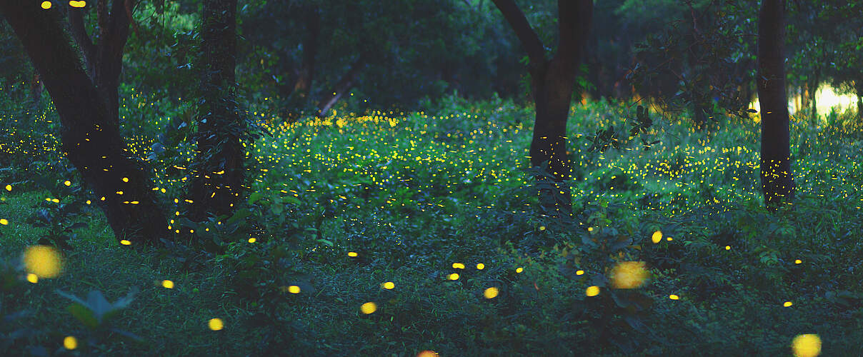 Glühwürmchen © iStock / GettyImages