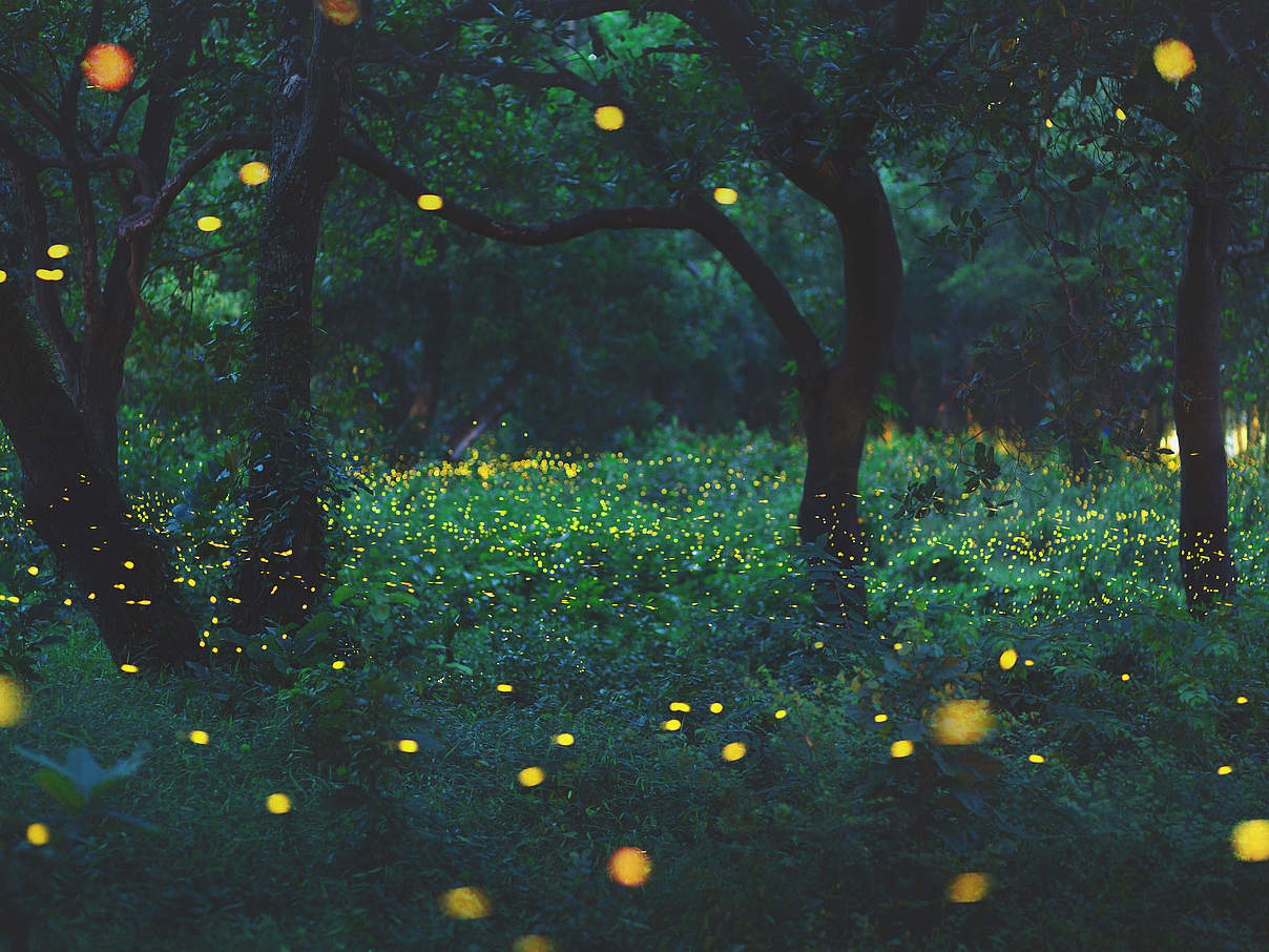 Glühwürmchen © iStock / GettyImages