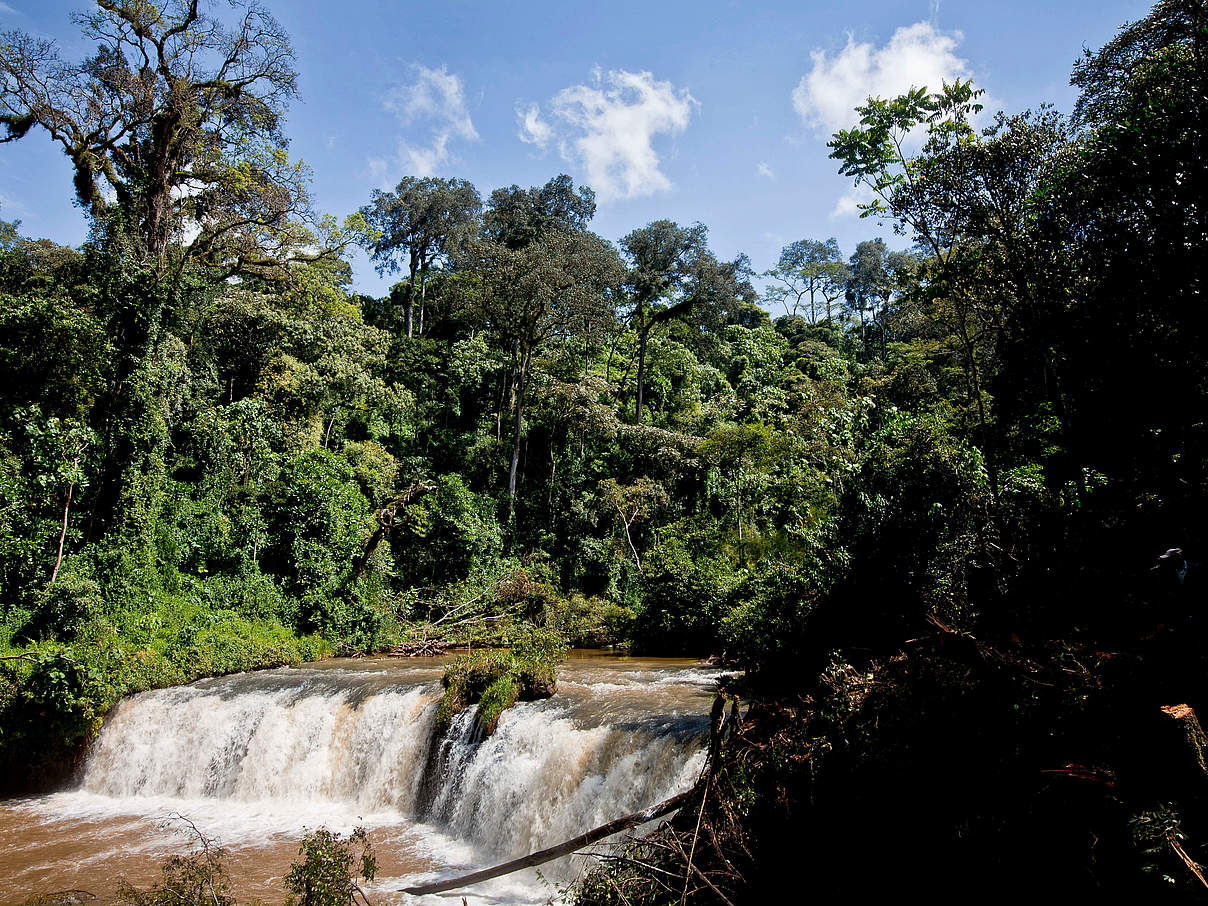 Der Mara-Fluss entspringt im Mau-Wald © Kate Holt / WWF-UK