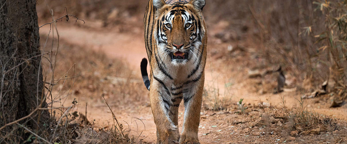 Tiger im Tadoba-Andhari-Tiger-Reservat, Indien © Narayanan Iyer (Naresh) / WWF-International 