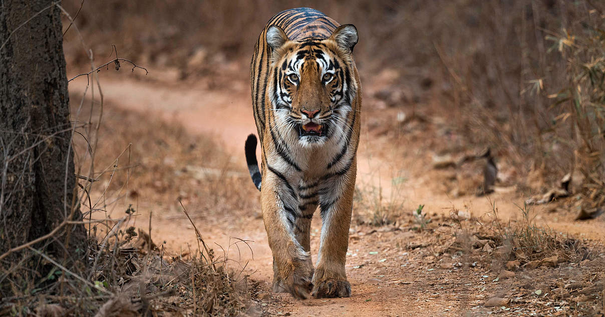 Tiger im WWF-Artenlexikon: Zahlen & Fakten | WWF