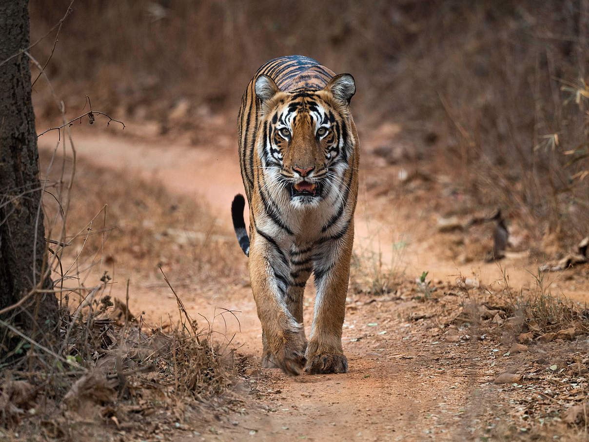 Tiger im Tadoba-Andhari-Tiger-Reservat, Indien © Narayanan Iyer (Naresh) / WWF-International 