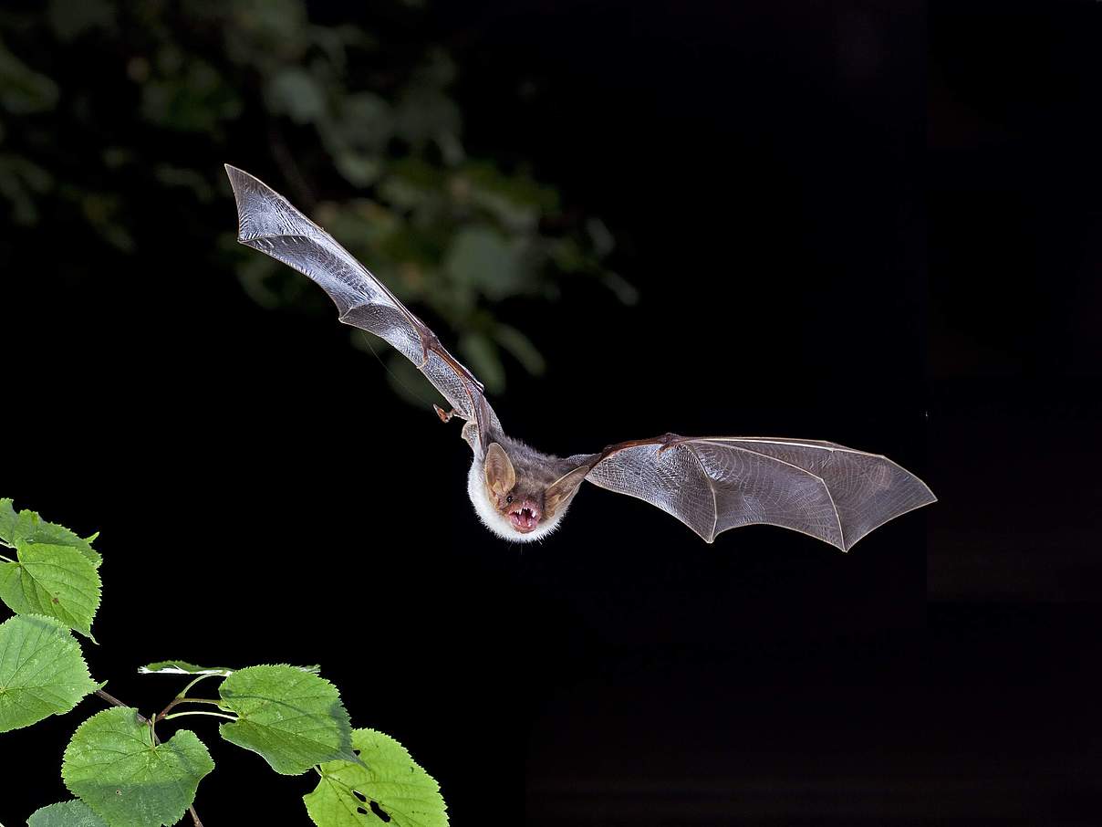 Fledermaus © imago