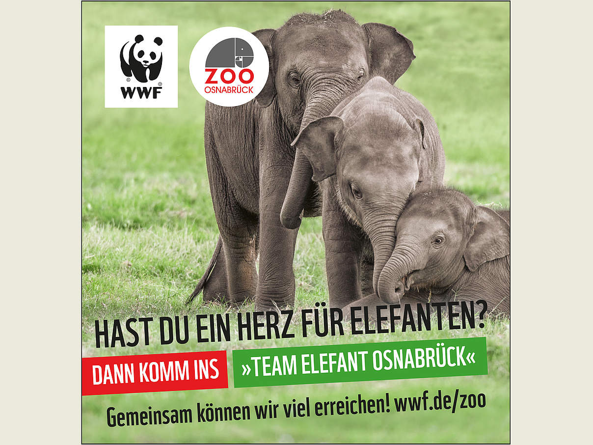 Freianzeige Team Elefant Osnabrück © WWF