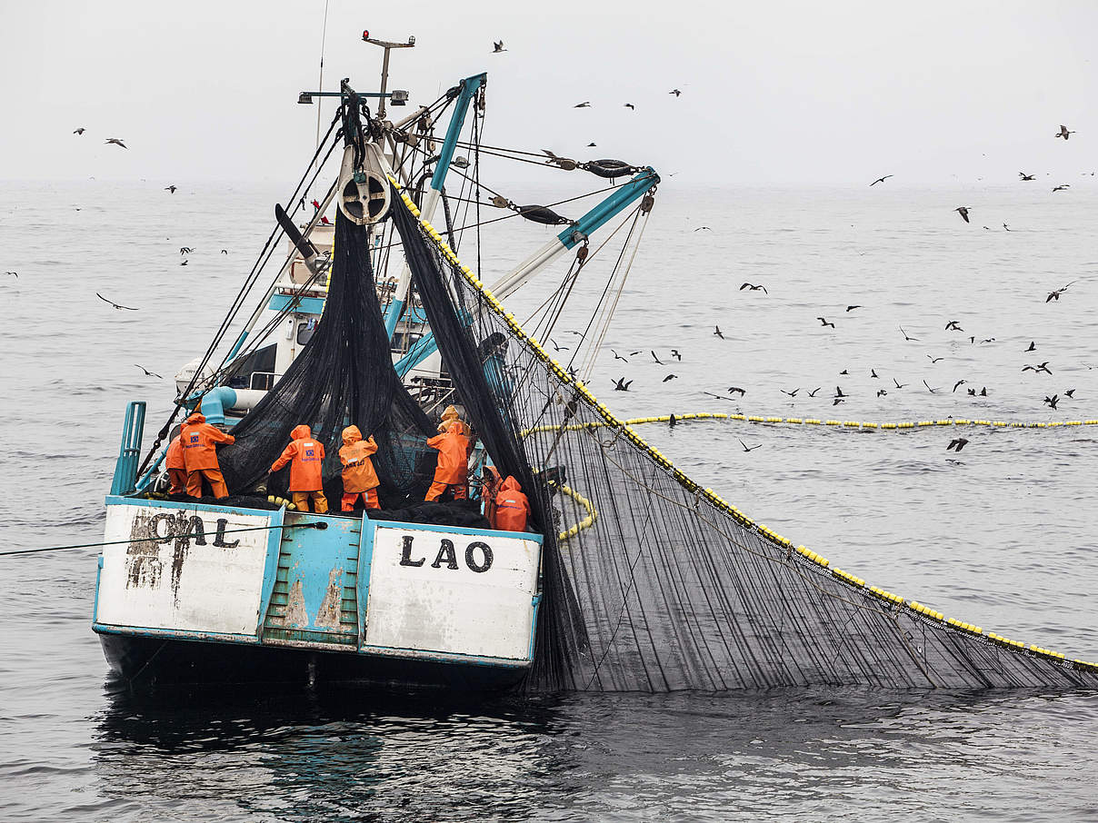 Industrielle Anchoveta-Fischerei in Peru © Adrian Portugal / WWF Peru