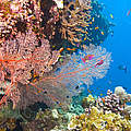Korallenvielfalt im Great Barrier Reef © Shutterstock / Debra James / WWF