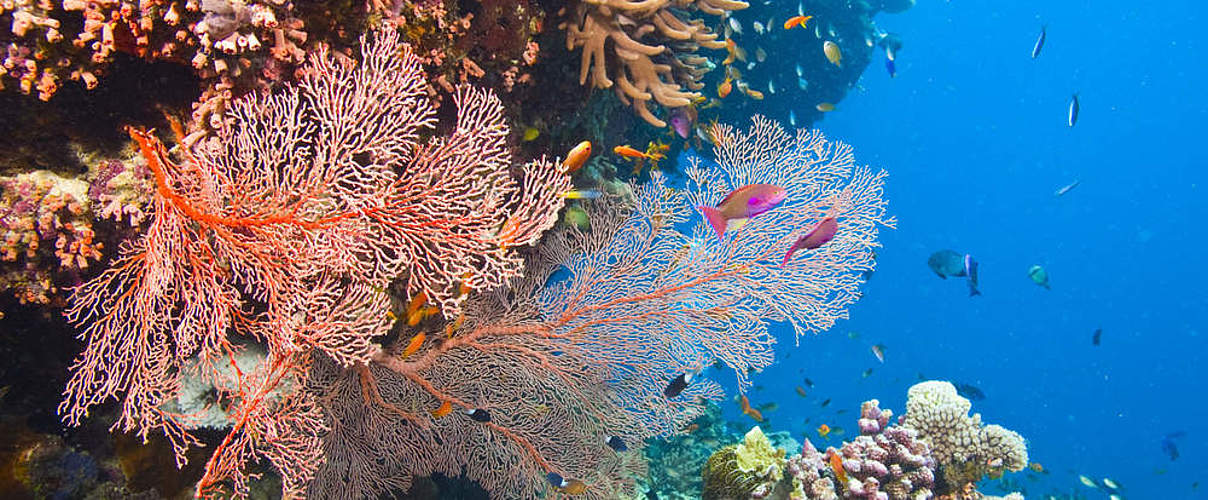 Korallenvielfalt im Great Barrier Reef © Shutterstock / Debra James / WWF