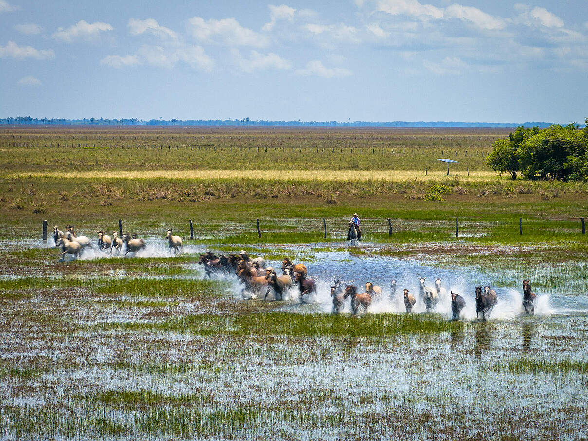 Die „Llaneros” in Kolumbien bewirtschaften die Orinoquia-Savanne im Einklang mit der Natur © Julian Manrique / WWF Kolumbien