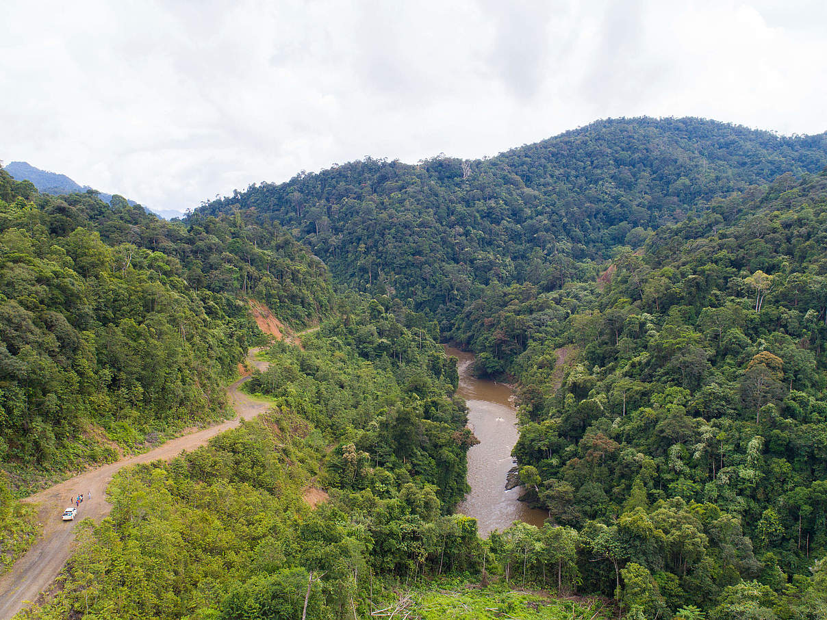 Sanierung degradierter Fläche © WWF Malaysia / Mazidi Abd Ghani