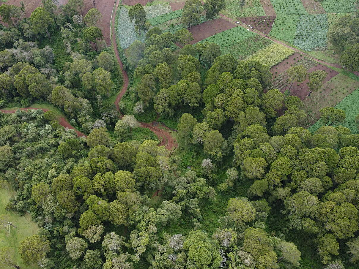 Der Aberdare-Wald in South Kinangop. Oben rechts sind Baumpflanzungen zu erkennen.