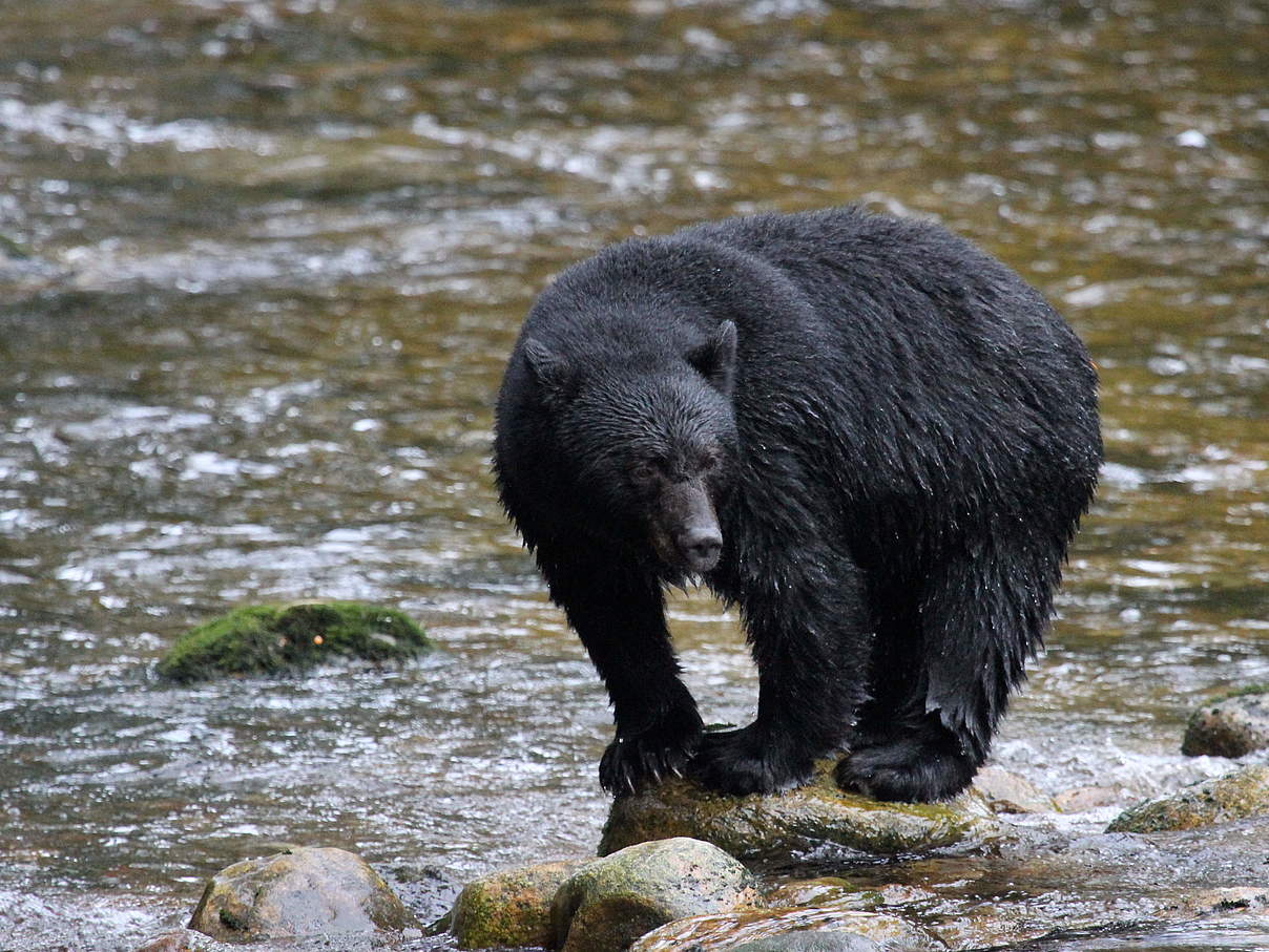 Amerikanischer Schwarzbär am Fluss © Natalie Bowes / WWF-Canada 