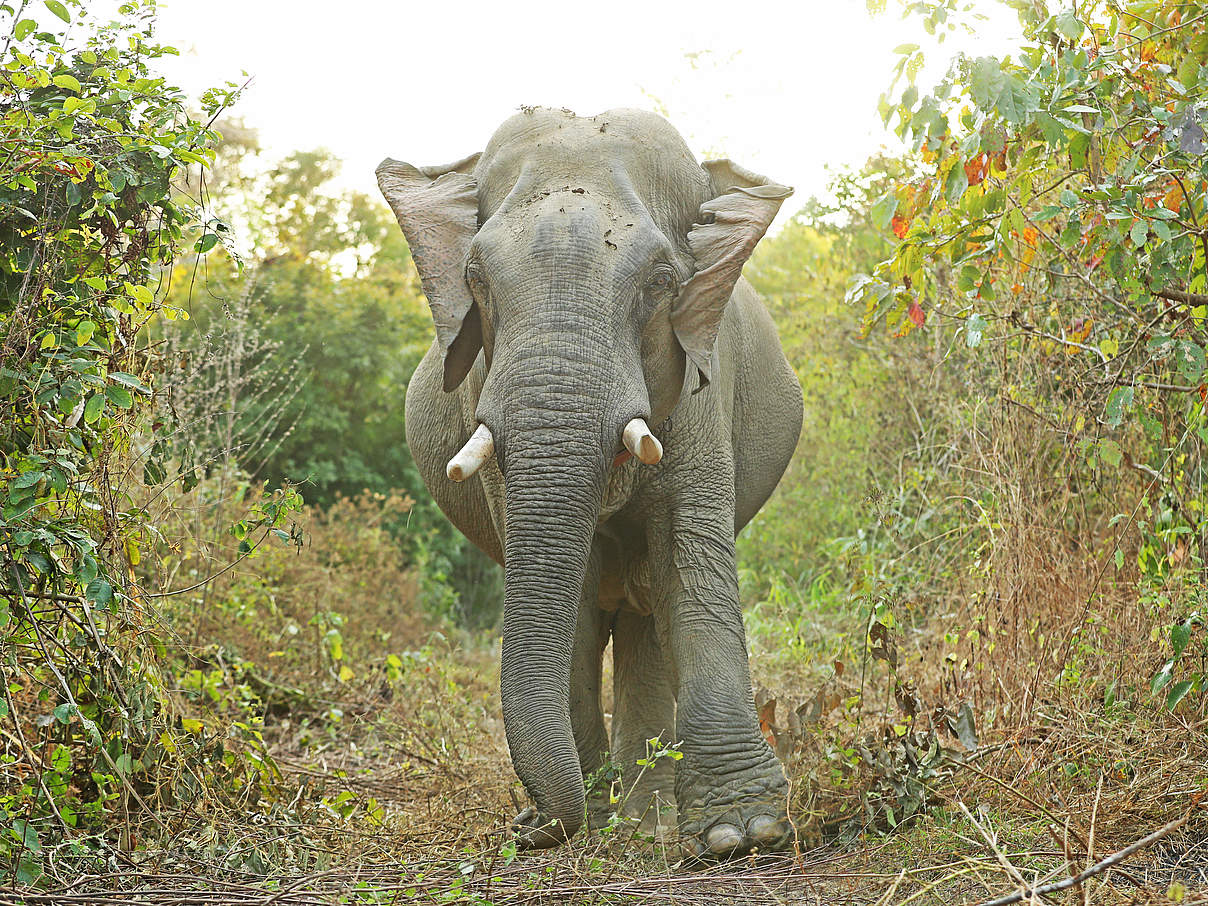 Asiatischer Elefant © Julia Thiemann / WWF-Germany