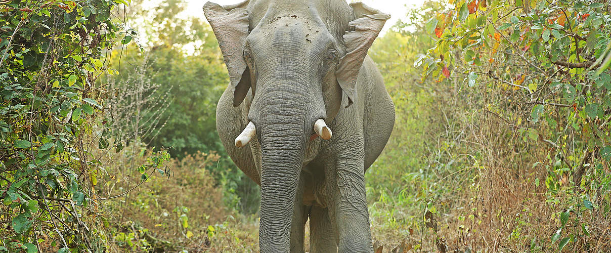 Asiatischer Elefant © Julia Thiemann / WWF-Germany
