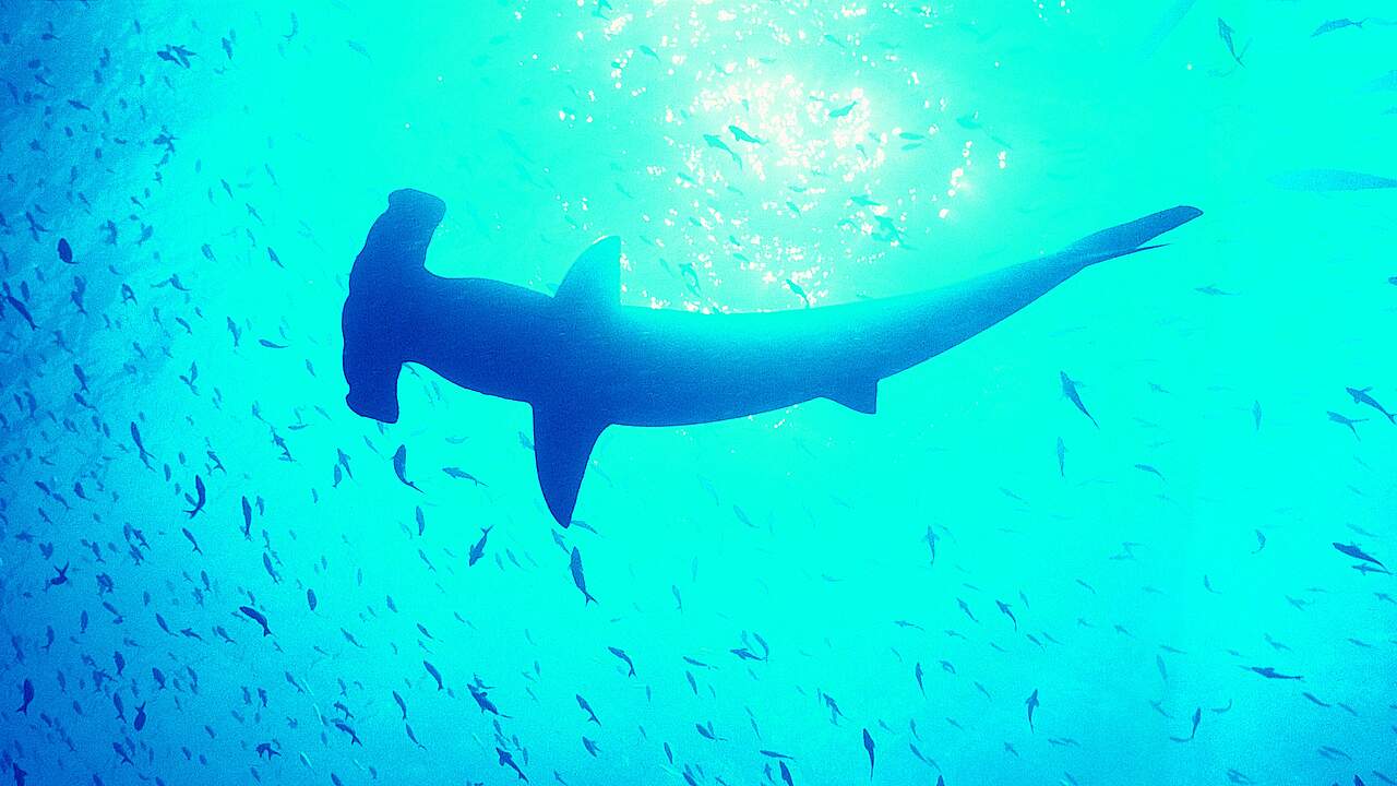 Hammerhai © Stephen Frink / Digital Vision