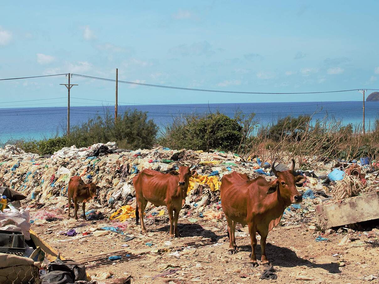 Kühe vor der Mülldeponie in Vietnam