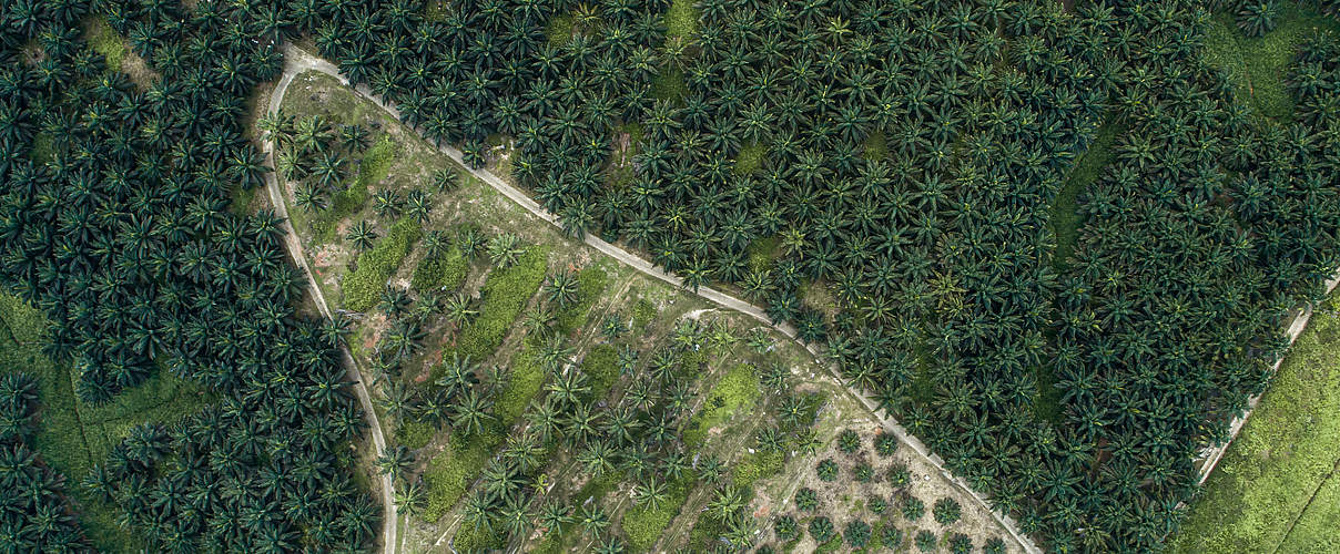 Palmöl-Plantage aus der Luft © Aaron Gekoski / WWF US