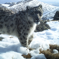 Schneeleopard in Russland © WWF Russland