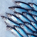 Nachhaltige Fischerei führte zur Erhöhung der Heringsquote © iStock / Getty Images