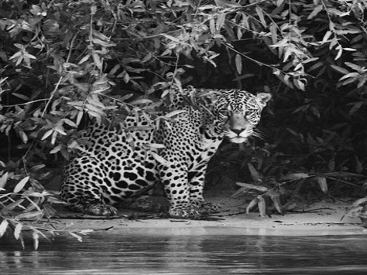 Jaguar im Amazonas © Sebastião Salgado