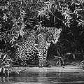 Jaguar im Amazonas © Sebastião Salgado