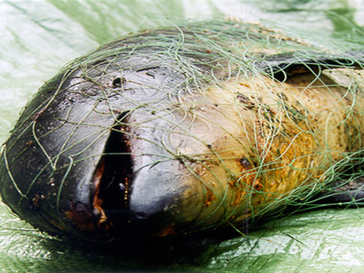 Schweinswal im Netz. © Danish Society for Nature Conservation