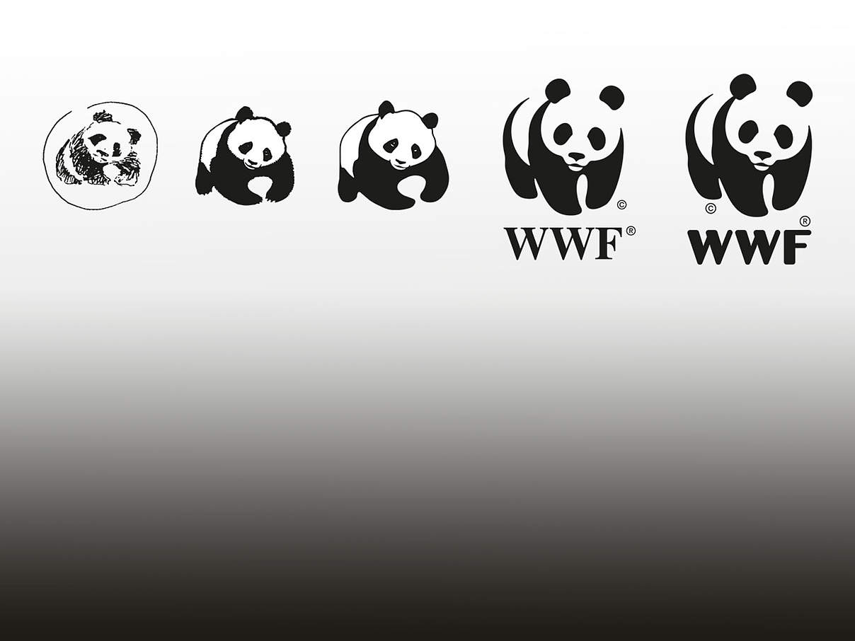 Entwicklung des WWF-Logos 1961 bis heute © WWF International