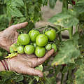 Tomatenanbau in Nepal © Karine Aigner / WWF-US