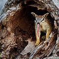 Ein Numbat in einem Baumstamm mit ausgestreckter langer Zunge