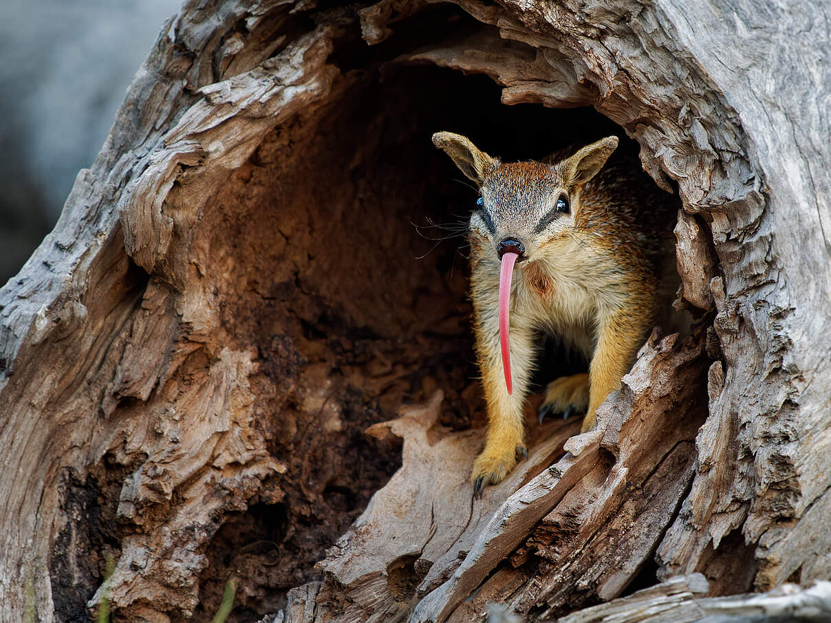Ein Numbat in einem Baumstamm mit ausgestreckter langer Zunge