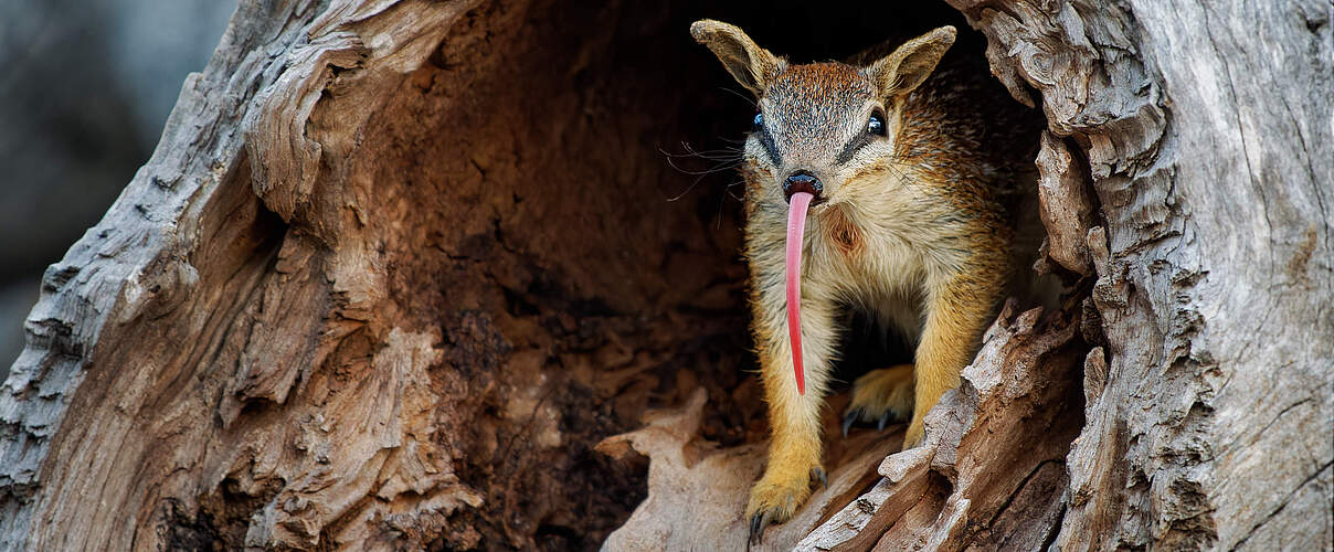 Ein Numbat in einem Baumstamm mit ausgestreckter langer Zunge