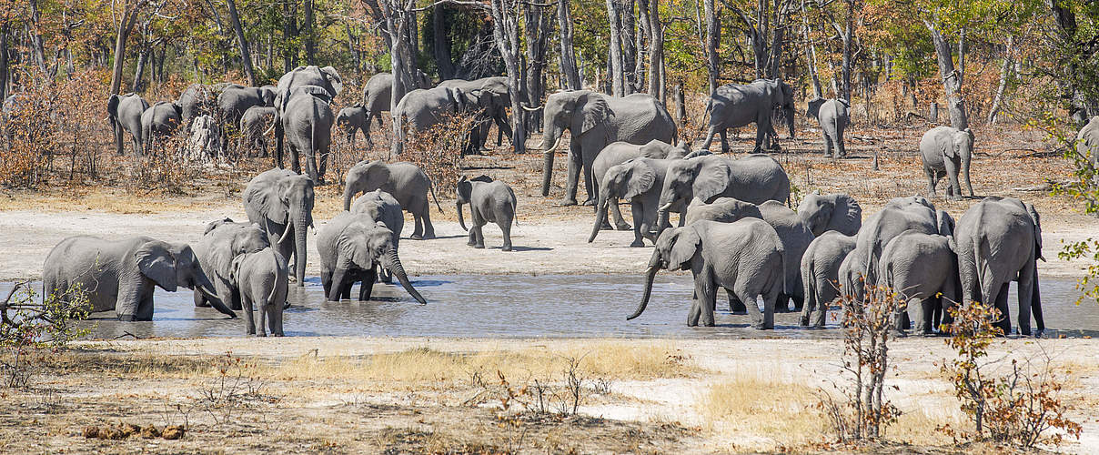 Afrikanische Savannenelefanten in KAZA © Will Burrard-Lucas / WWF-US 