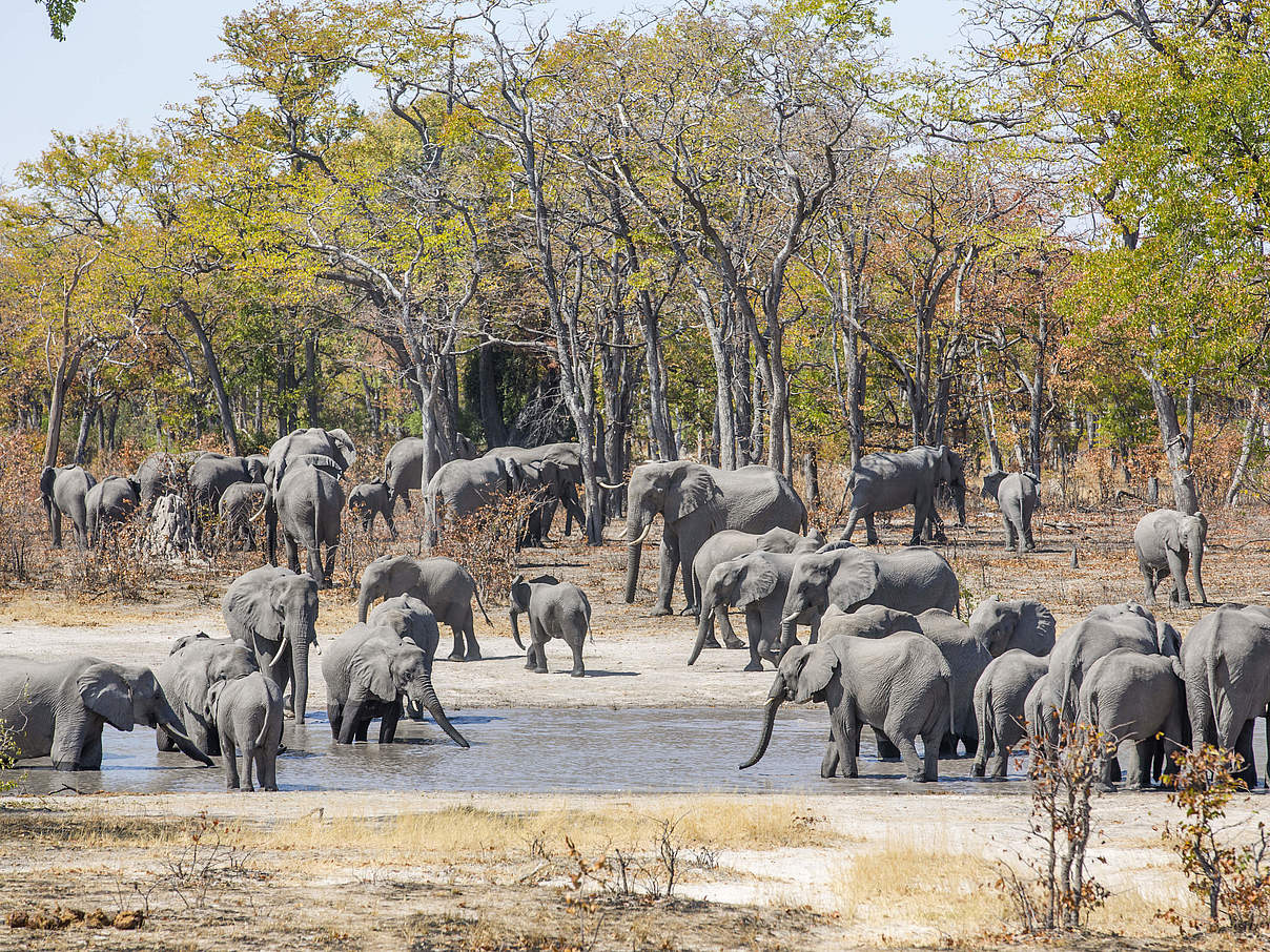 Afrikanische Savannenelefanten in KAZA © Will Burrard-Lucas / WWF-US 