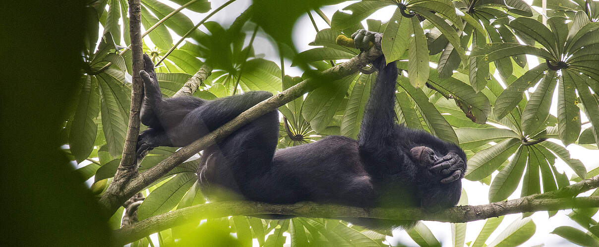 Bonobo © Karine Aigner / WWF-US