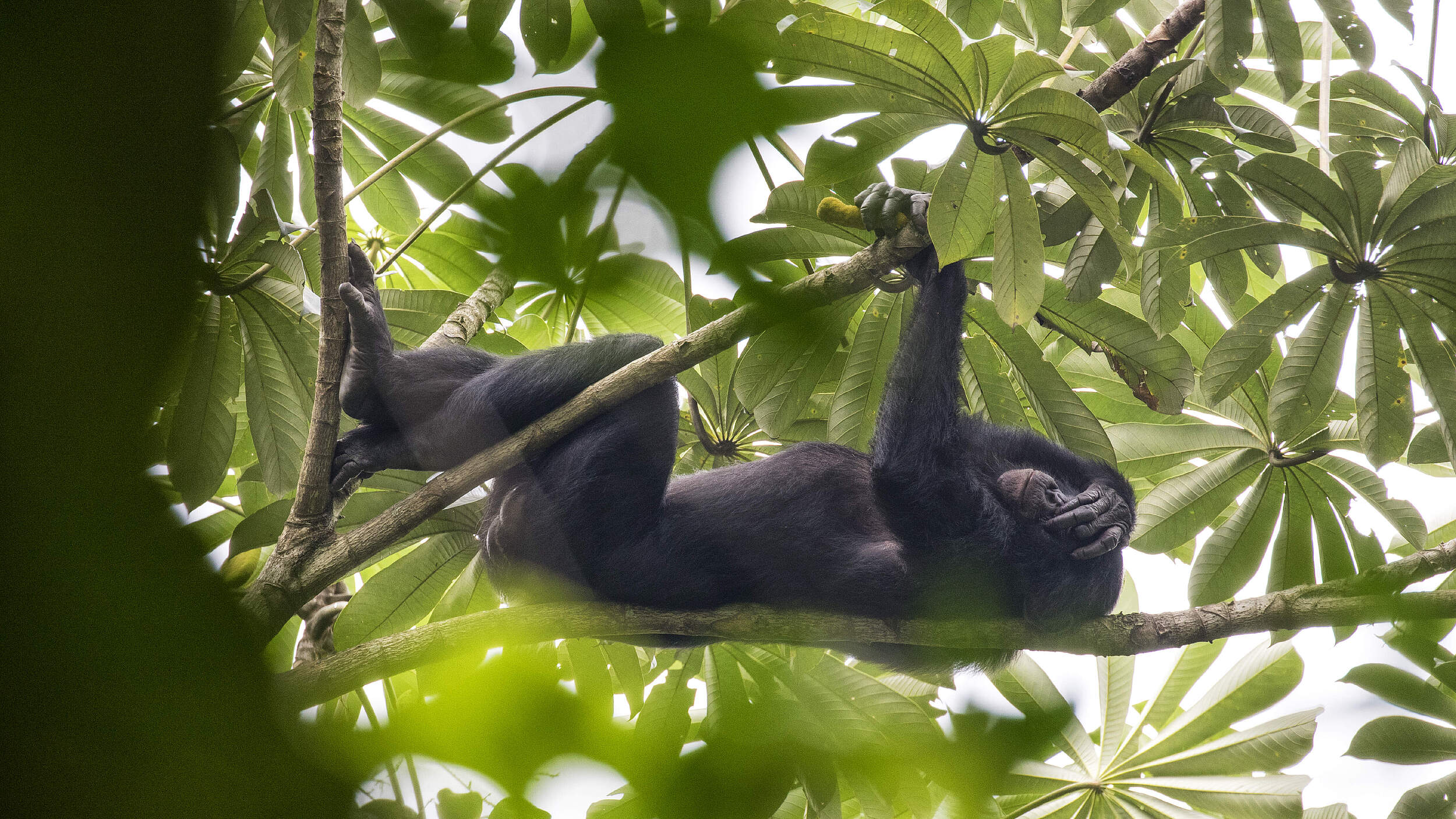 Bonobo © Karine Aigner / WWF-US