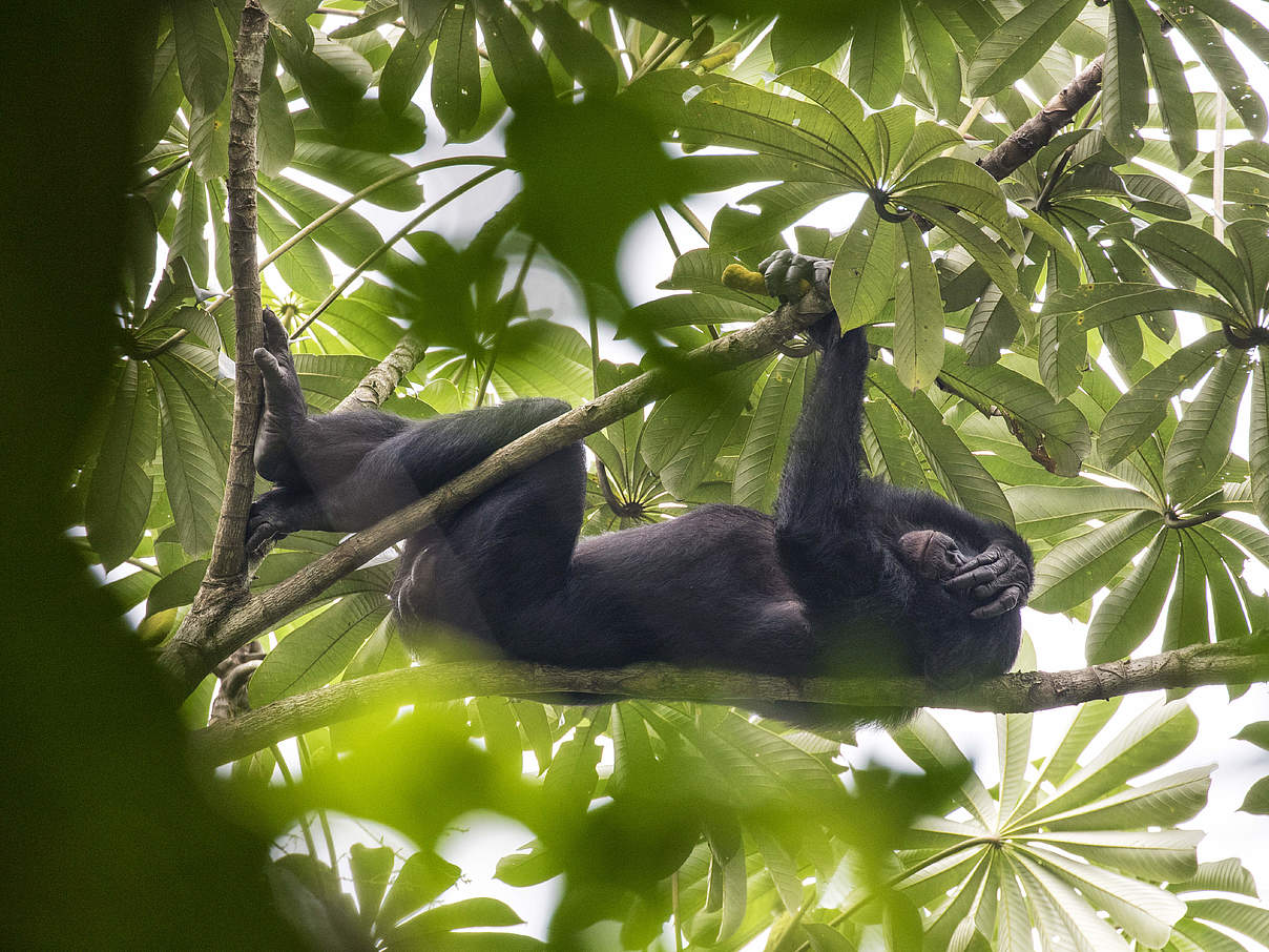 Bonobo © Karine Aigner / WWF-US