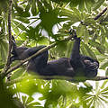 Bonobo © Karine Aigner / WWF-US