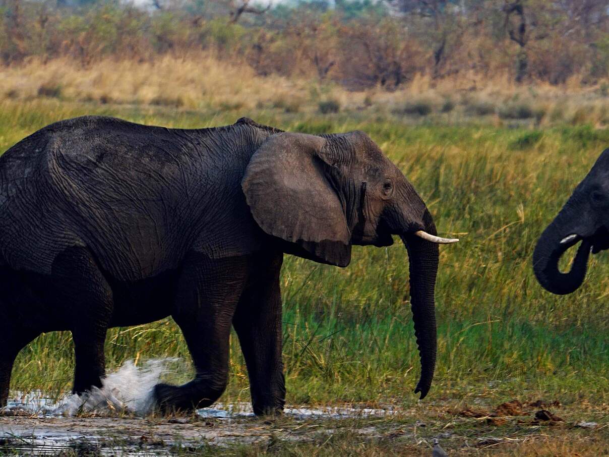 Gute Nachrichten: Die Elefantenzahlen bleiben stabil © KAZA Secretariat