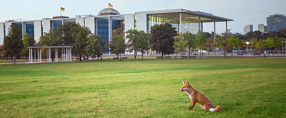 Ein Fuchs wartet vor dem Reichstag © Jessili / iStockGetty Images