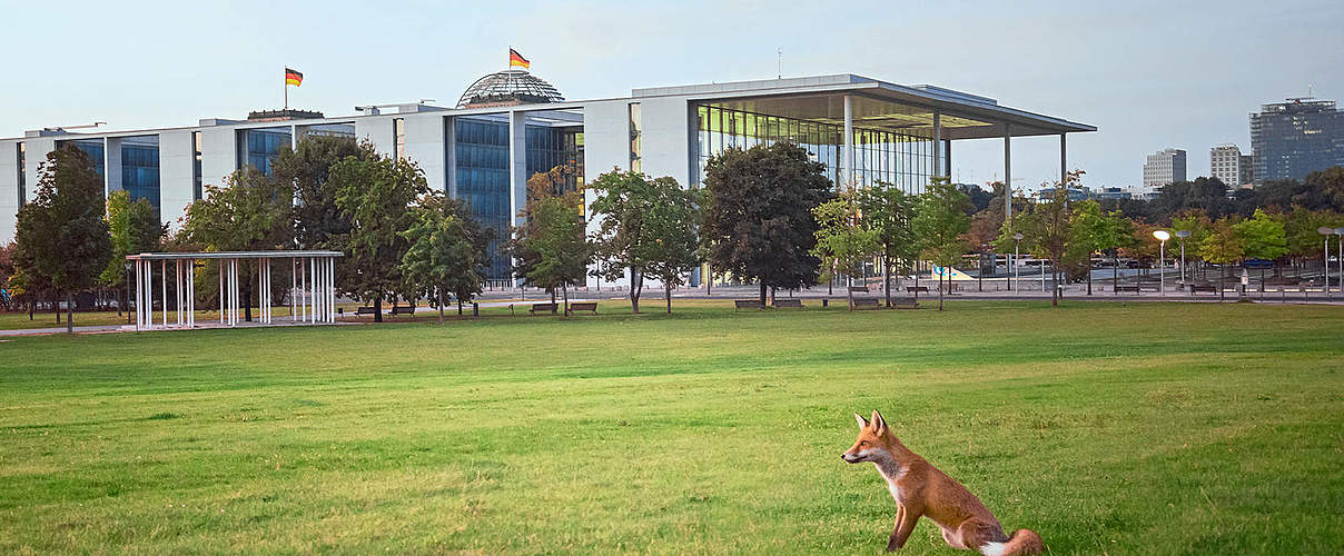 Ein Fuchs wartet vor dem Reichstag © Jessili / iStockGetty Images