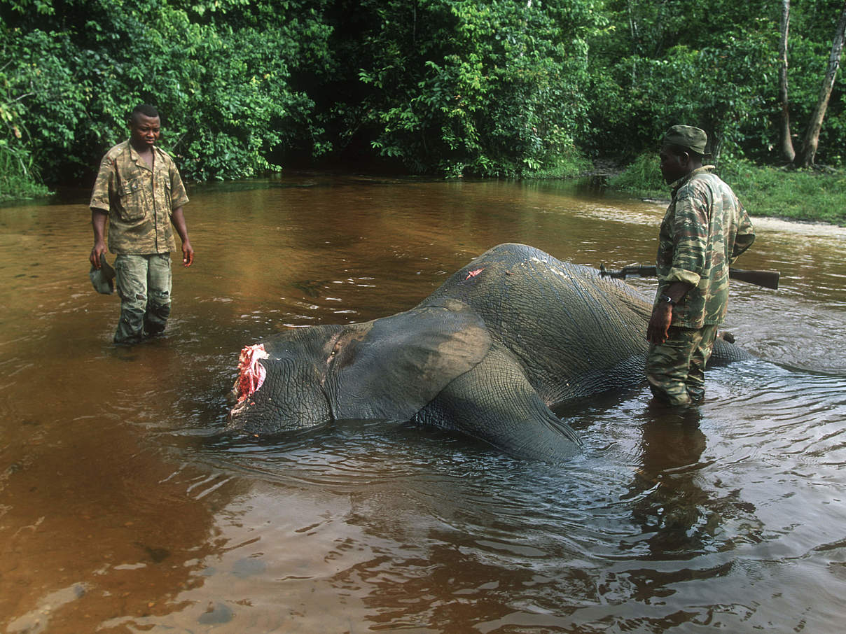 Gewilderter Elefant in Dzanga-Sangha © Martin Harvey / WWF Canon