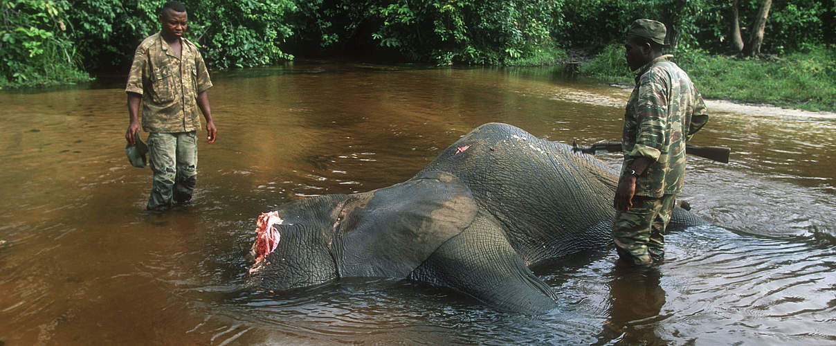Gewilderter Elefant in Dzanga-Sangha © Martin Harvey / WWF Canon