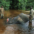 Gewilderter Elefant in Dzanga-Sangha © Martin Harvey / WWF Canon