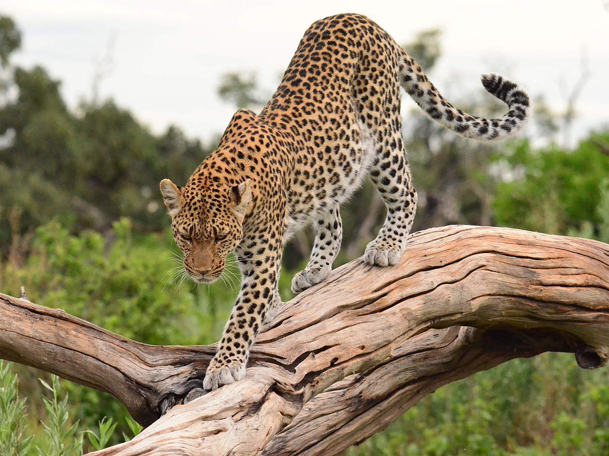 Leopard in Botswana © Juan Pablo Viejo