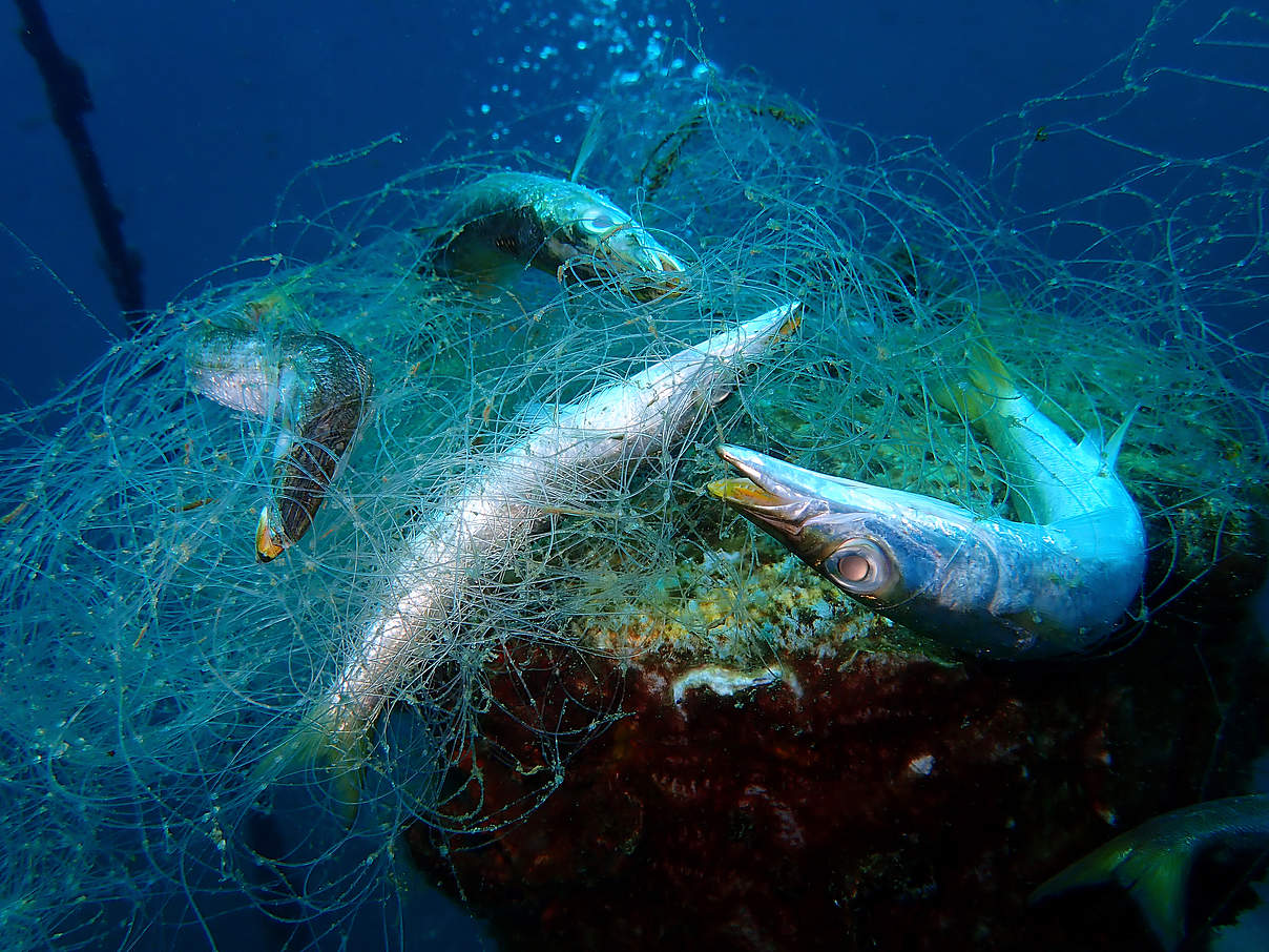 Fische in einem Geisternetz © Josephine Jullian / iStock / GettyImages